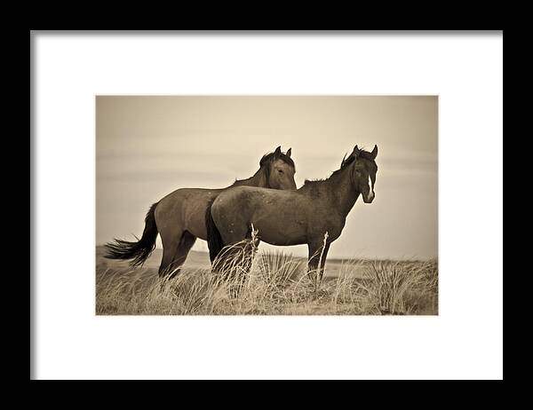 Horses Framed Print featuring the photograph Wild Mustangs of New Mexico 3 by Catherine Sobredo