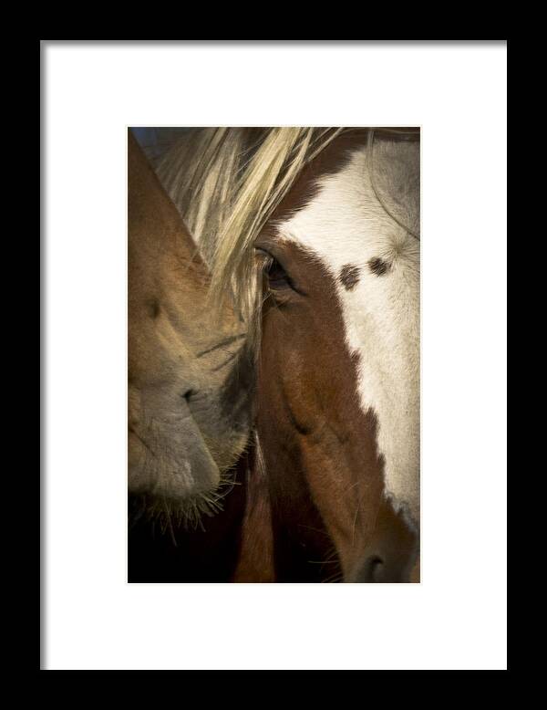 Andalusia Framed Print featuring the photograph Wild Mustangs of New Mexico 32 by Catherine Sobredo
