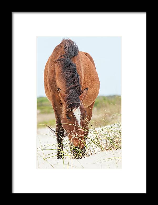 Corolla Framed Print featuring the photograph Wild Mustangs Or Banker Horses (equus by Michael Defreitas