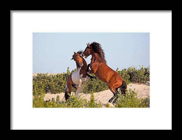 Two Framed Print featuring the photograph Wild Ponies Fighting by Jack Nevitt