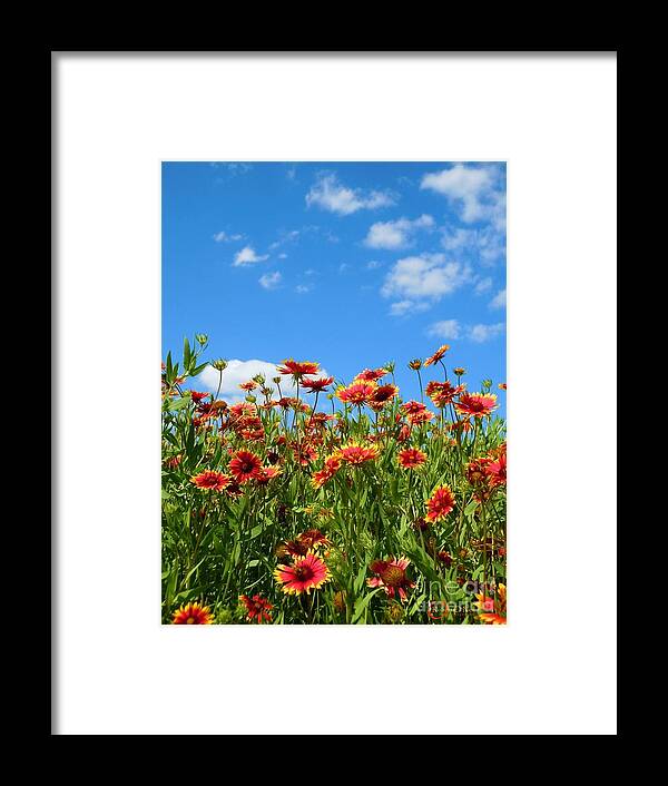 Wild Flower Framed Print featuring the photograph Wild Red Daisies #5 by Robert ONeil