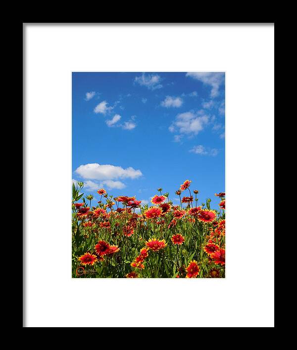 Wild Flower Framed Print featuring the photograph Wild Red Daisies #6 by Robert ONeil