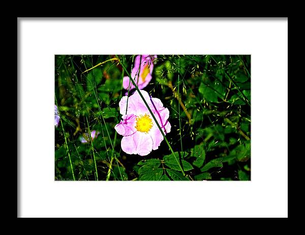 Wild Rose Framed Print featuring the photograph Wild Rose by Tara Potts