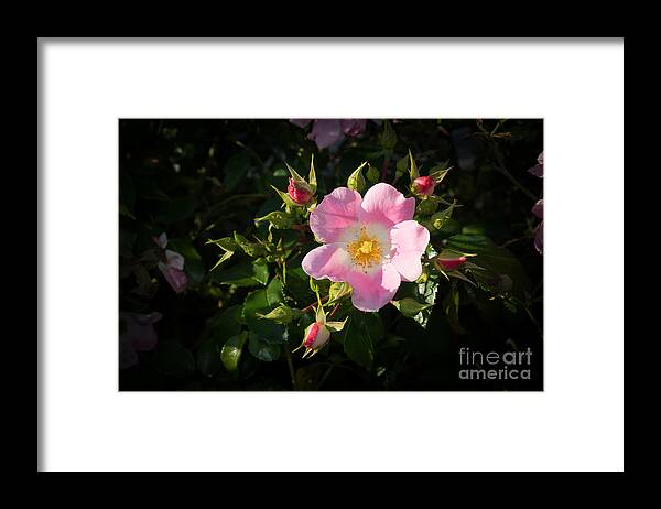 Autumn Framed Print featuring the photograph Wild rose with four buds by Ingela Christina Rahm