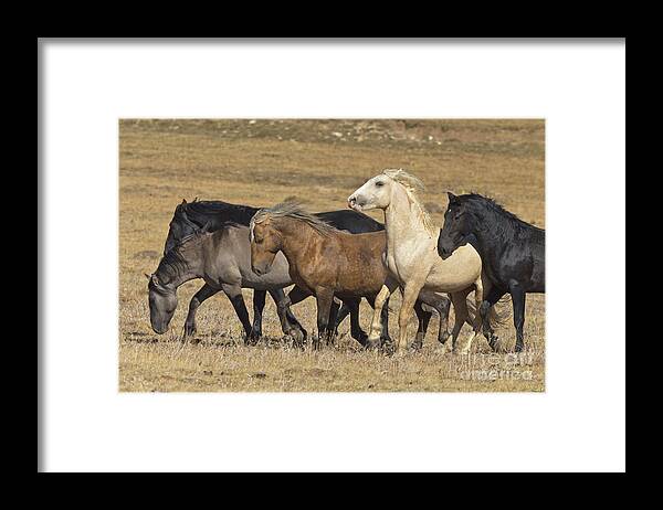 00537206 Framed Print featuring the photograph Wild Stallion Herd Pryor Mountain by Yva Momatiuk and John Eastcott