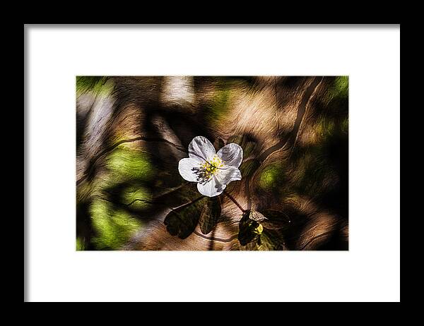 Nature Framed Print featuring the photograph Wild Strawberry Bloom by Michael Whitaker