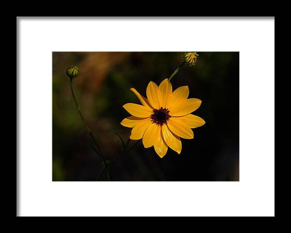 Flower Framed Print featuring the photograph Wild Sunflower by Rosalie Scanlon