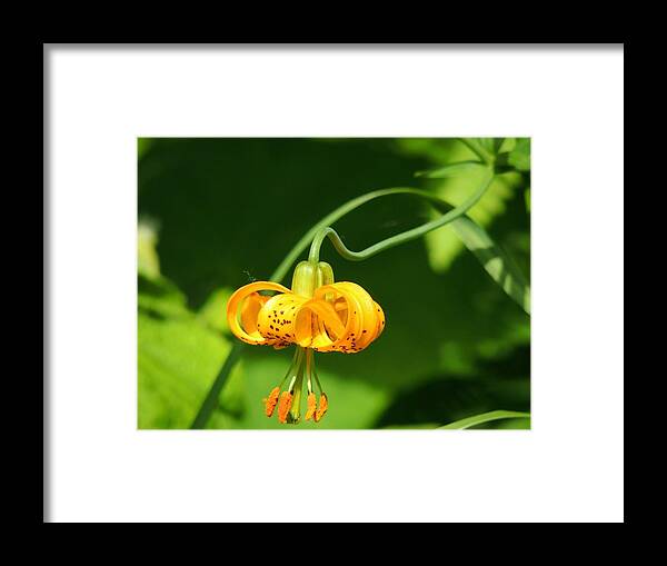 Tiger Lily Framed Print featuring the photograph Wild Tiger Lily by Cathy MacMillan