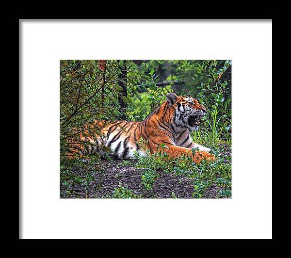 Tiger Framed Print featuring the photograph Wild Tiger by Mary Almond