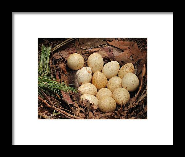 Wild Turkey Framed Print featuring the photograph Wild turkey eggs in nest by Doug McPherson