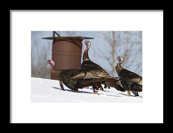 Nature Framed Print featuring the photograph Wild Turkey In Snow by Linda Freshwaters Arndt