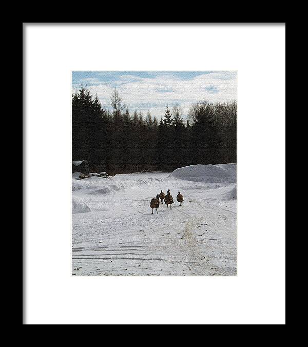 Wild Turkey Framed Print featuring the photograph Wild Turkeys Running by William Tasker