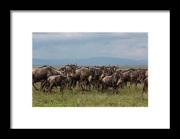 Horned Framed Print featuring the photograph Wildebeests, Serengeti by Wavelet Photography