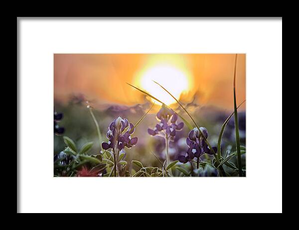 Bluebonnet Framed Print featuring the photograph Wildflower Glow by Chris Multop