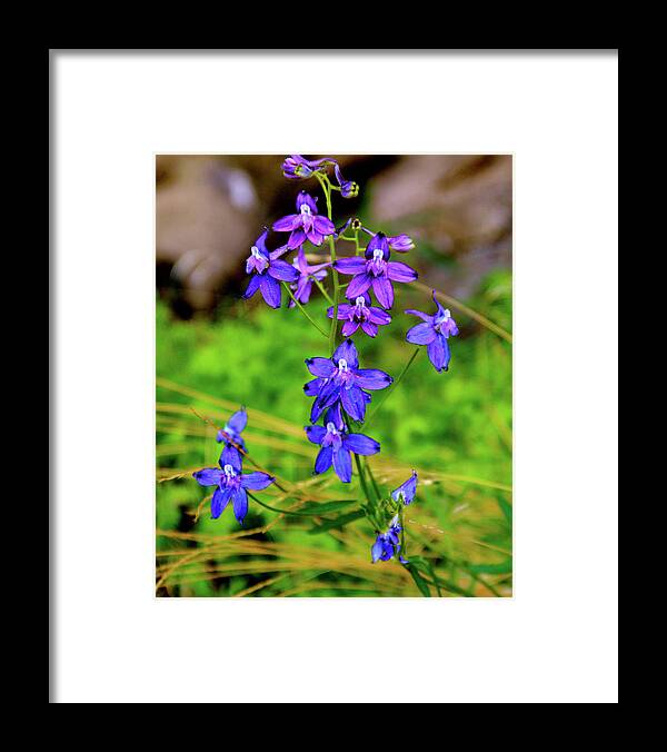 Larkspur Wildflowers Framed Print featuring the photograph Wildflower Larkspur by Ed Riche