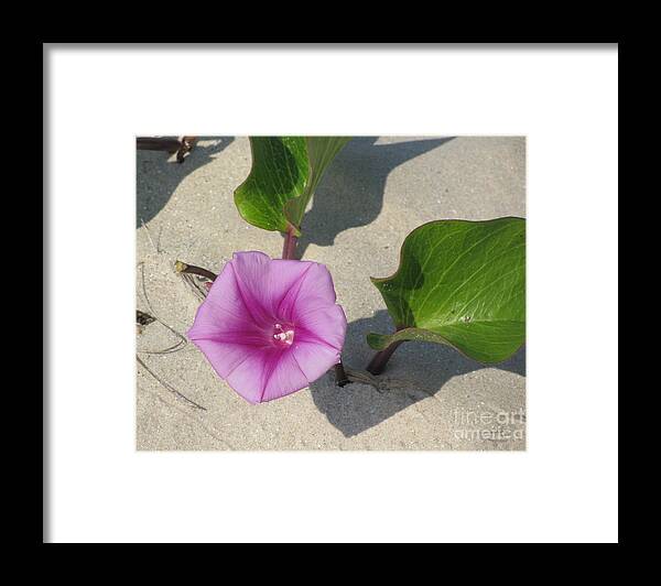Wildflower Framed Print featuring the photograph Wildflower on the Beach by Jimmie Bartlett