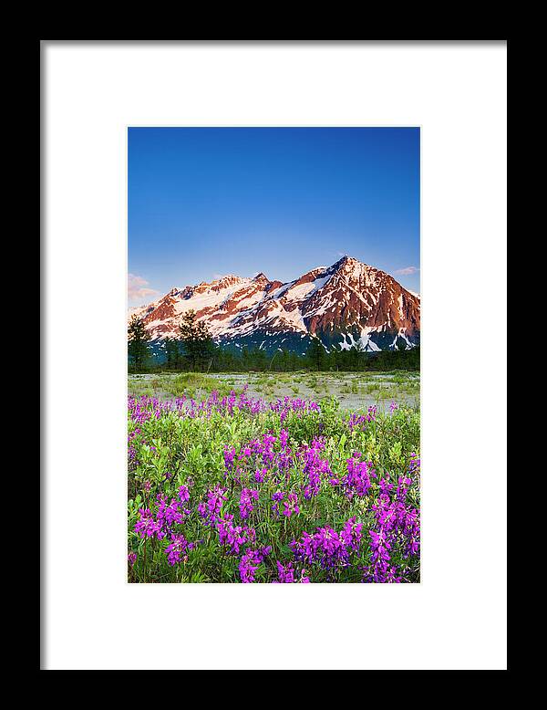 Growth Framed Print featuring the photograph Wildflower Sunset Along The Alsek River by Josh Miller Photography