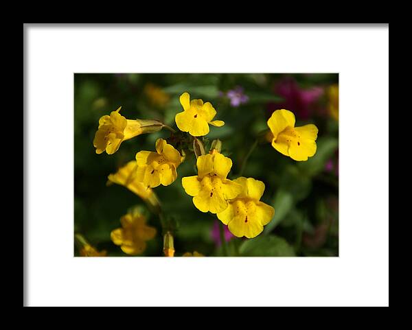 Wildflowers Framed Print featuring the photograph Wildflower Yellow 2 by Robert Lozen