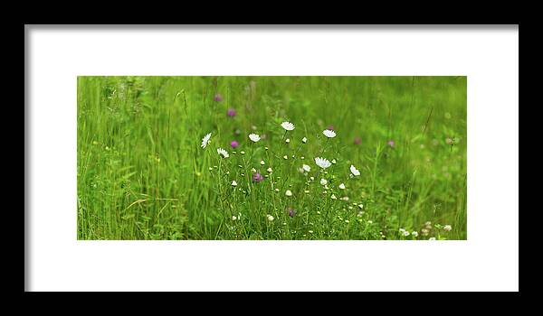 Photography Framed Print featuring the photograph Wildflowers In A Field, Gooseberry by Panoramic Images