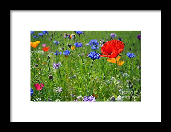 Wildflowers Framed Print featuring the photograph Wildflowers by Kiana Carr