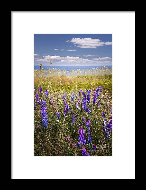 Wildflowers Framed Print featuring the photograph Wildflowers on ocean coast by Elena Elisseeva