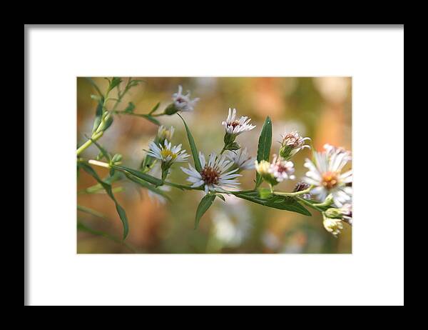 Wild Flower Framed Print featuring the photograph Wildflowers by Valerie Collins