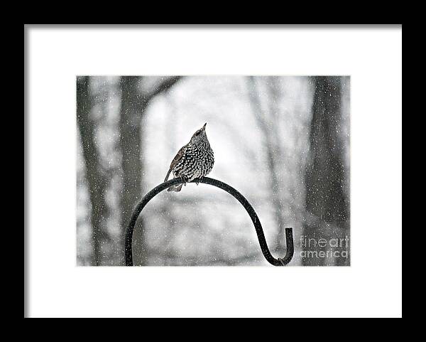 Will This Snow Ever Stop Starling In Winter Print Framed Print featuring the photograph Will this snow ever stop Starling by Lila Fisher-Wenzel