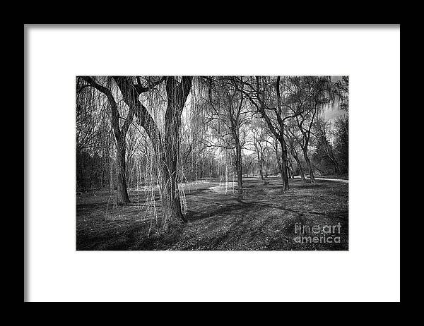 Willow Framed Print featuring the photograph Willows in spring park by Elena Elisseeva