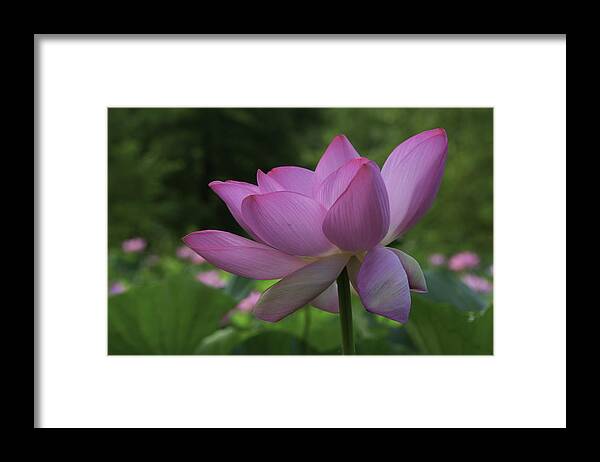 Lotus Framed Print featuring the photograph Wind Blown by Cindy Lark Hartman