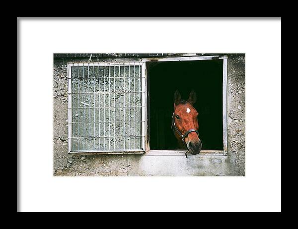 Horse Framed Print featuring the photograph Window View by David Porteus