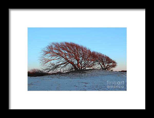 Tree Framed Print featuring the photograph Windswept Trees by Andre Turner