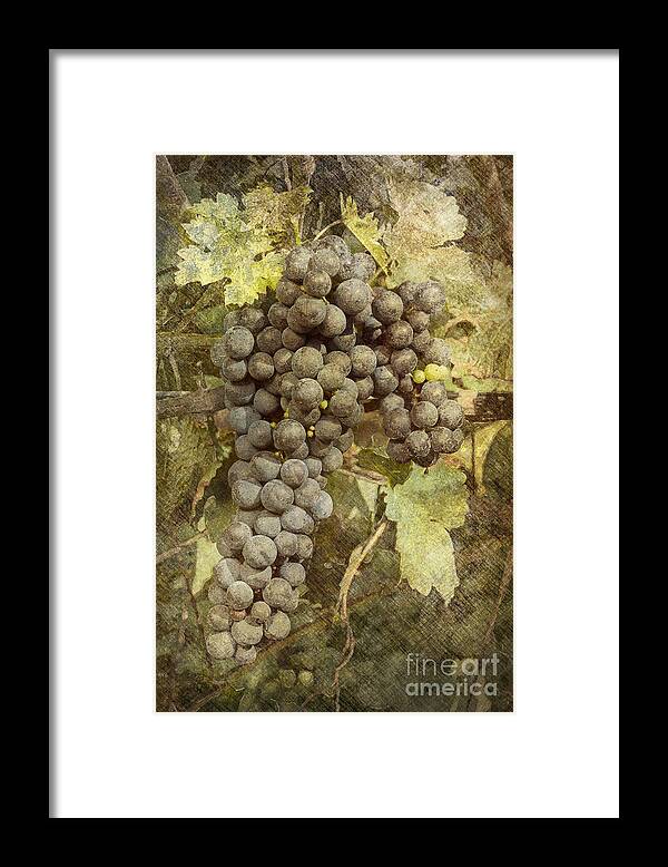 Grape Framed Print featuring the photograph Winery Grapes by Carrie Cranwill
