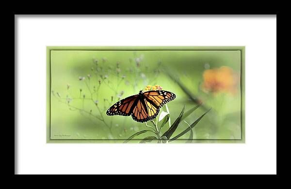Monarch Photograph Print Framed Print featuring the photograph Wings In Soft Green by Lucy VanSwearingen