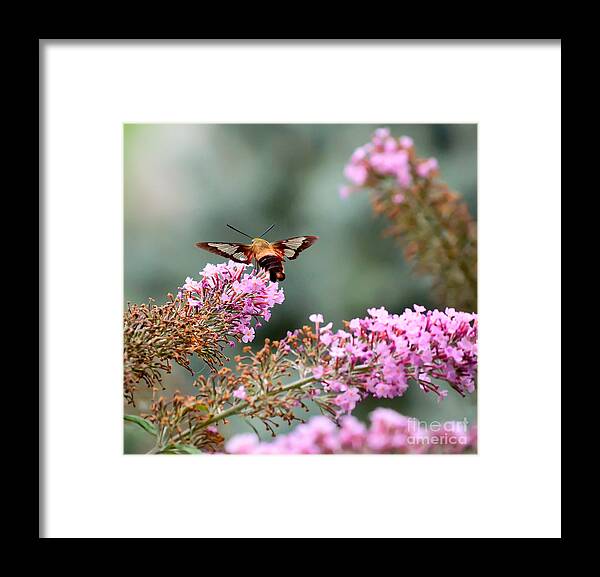 Hummingbird Moth Framed Print featuring the photograph Wings In The Flowers by Kerri Farley