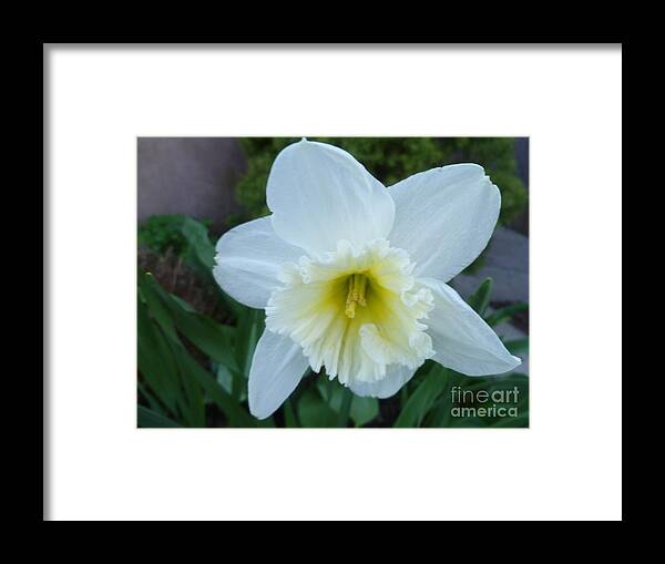 Floral Beauty Framed Print featuring the photograph Wings Of An Angel by Lingfai Leung
