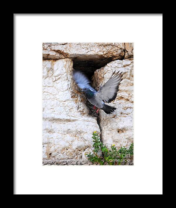 Peace Of Jerusalem Art Framed Print featuring the painting Wings Of Peace by Constance Woods