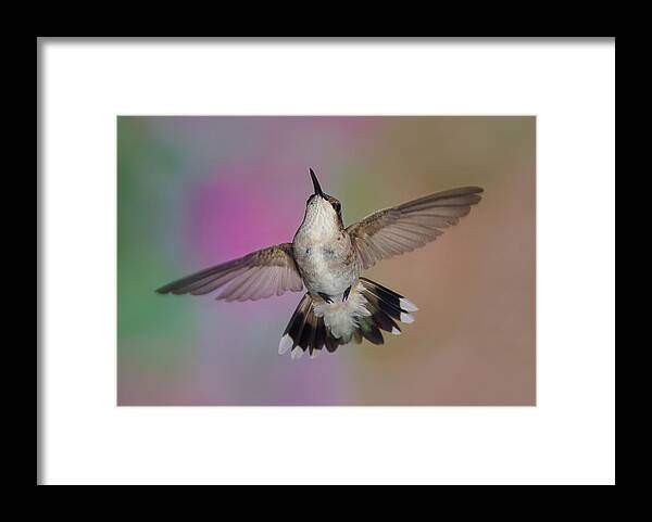 Ruby-throated Hummingbird Framed Print featuring the photograph Wingspread by Leda Robertson