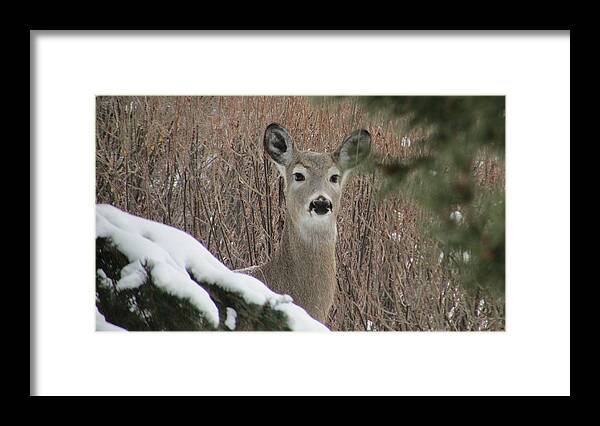 Deer Framed Print featuring the photograph Winter Afternoon by Somewhere in Montana Photography