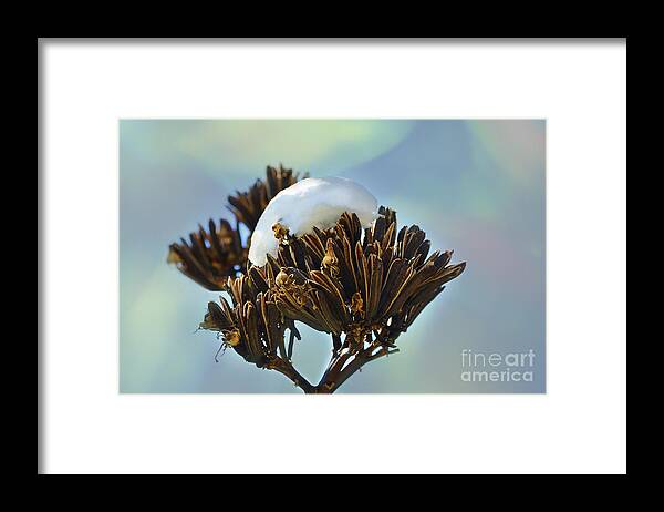Agave Framed Print featuring the photograph Winter Agave Bloom by Donna Greene