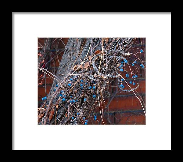 Berries Framed Print featuring the photograph Winter Berries by Bruce Carpenter
