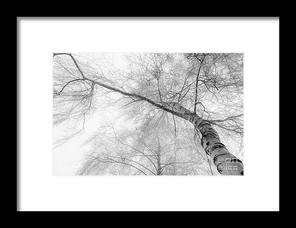 Birch Framed Print featuring the photograph Winter Birch - Bw by Hannes Cmarits
