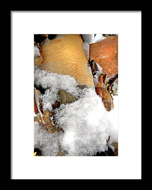 Birch Tree Framed Print featuring the photograph Winter Birch 1 by Julie Palencia