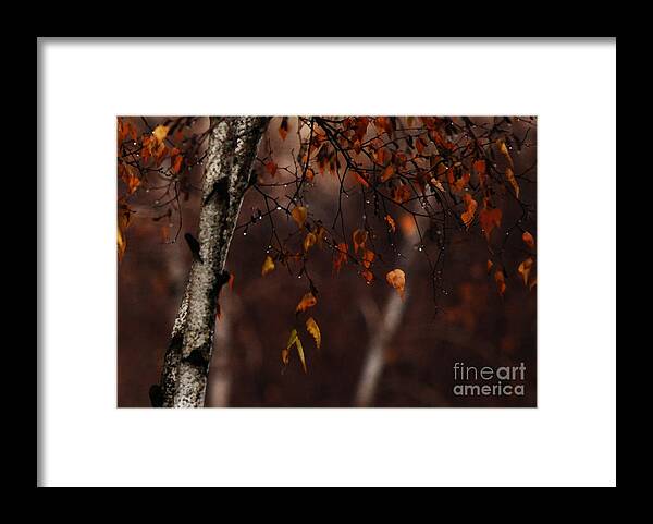 Tree Framed Print featuring the photograph Winter Birch by Linda Shafer