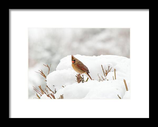 Cardinal Framed Print featuring the photograph Winter Break by Paul Johnson 