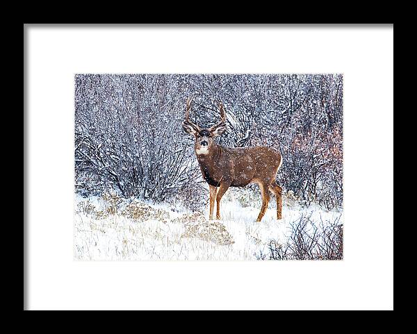  River Framed Print featuring the photograph Winter Buck by Darren White