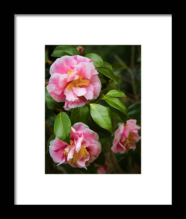 Flowers Framed Print featuring the photograph Winter Camellias by Penny Lisowski