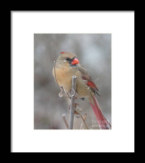 Photograph Framed Print featuring the photograph Winter Cardinal - Female by Robert E Alter Reflections of Infinity