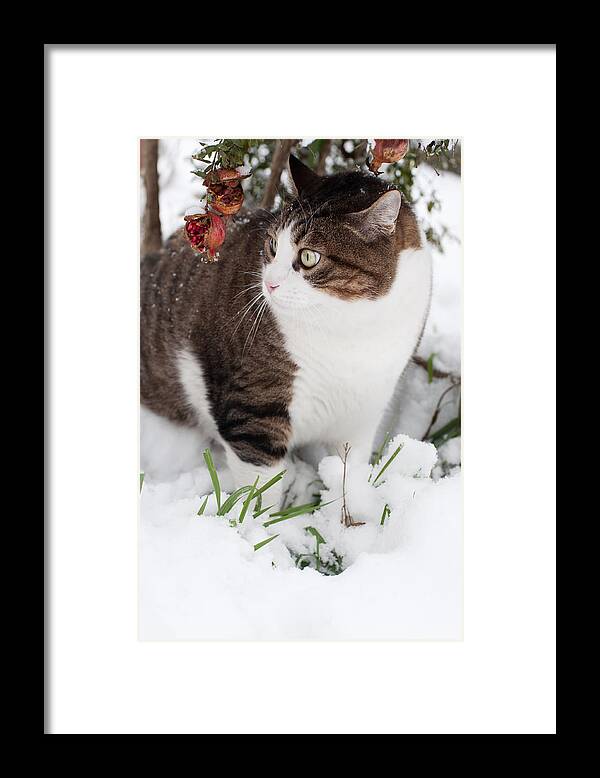 Cat Framed Print featuring the photograph Winter cat by Laura Melis