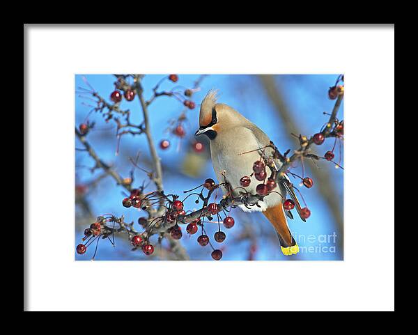 Festblues Framed Print featuring the photograph Winter Colors.. by Nina Stavlund