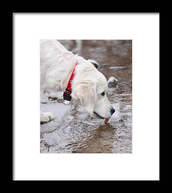 English Cream Golden Retriever Framed Print featuring the photograph Winter Drink by Coby Cooper